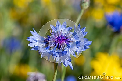 Low cornflower centaurea depressa Stock Photo