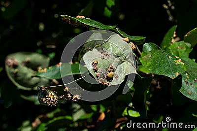 Galls at the hairy underside of a quince leaf Stock Photo