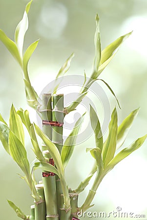 Close-up a lucky bamboo plant isolated on blurred background. Stock Photo