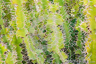 Close-up of lush green cactus shrub. Cacti or cactuses with long white thorns or spikes. Beautiful nature, travelling in Gran Stock Photo