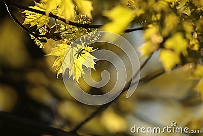 close up of a lush springtime foliage on a tree twig in the woods backlit by the setting sun fresh spring maple leaf in the forest Stock Photo