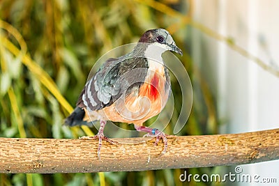 Close up Luzon Bleeding-Heart Dove or Gallicolumba luzonica Stock Photo