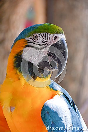 close up of macaw.Macaws are considered the largest parrots. Native to Mexico and South America. Stock Photo