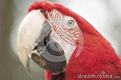 Red parrot Stock Photo