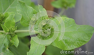 A close-up macro of an Arctium burdock showing small spikes. View from above. Flowering lapukh in the summer Stock Photo