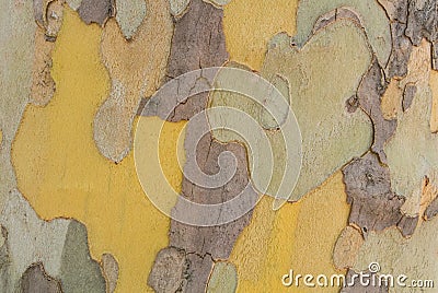 Close-up macro background of camouflage colorful abstract patter Stock Photo