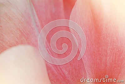 Close-up macro beautiful pink lush vibrant tulip petals, spring Stock Photo