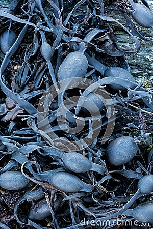 close up macro of bladder wrack seaweed Stock Photo