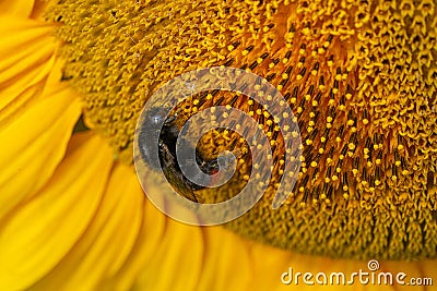 Close up Macro of Bumble Bee Pollinating British Sunflowers Stock Photo