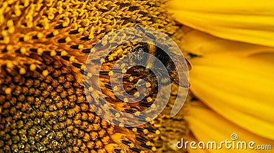 Close up Macro of Bumble Bee Pollinating British Sunflowers Stock Photo