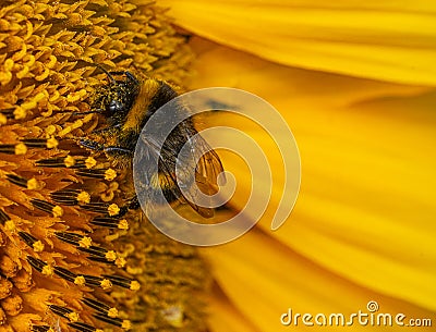 Close up Macro of Bumble Bee Pollinating British Sunflowers Stock Photo