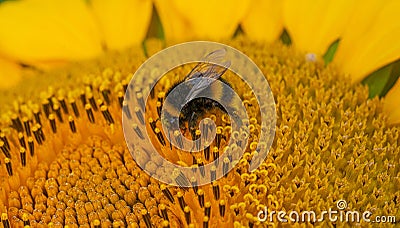 Close up Macro of Bumble Bee Pollinating British Sunflowers Stock Photo