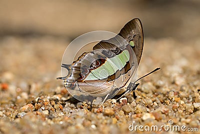 Close up macro The Common Nawab ,Butterfly sucking minerals from Stock Photo