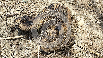 Close up macro of a dead wood looks like an animal reptile snail Stock Photo