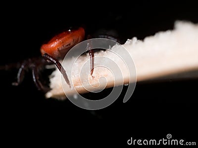 Close up Macro of Deer Tick Crawling on Straw Stock Photo