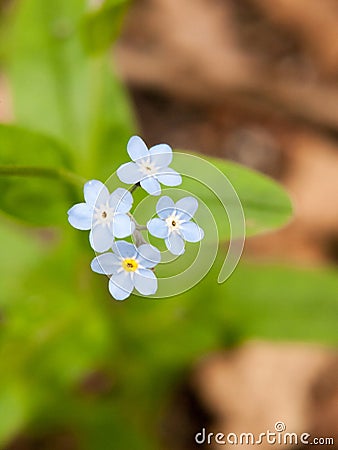 close up macro detail of forget-me-not blue little flowers nature Stock Photo