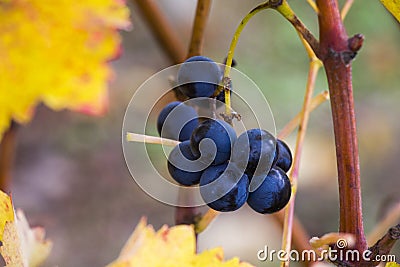 Close-up and macro of grope in winery and wine yard in Georgia Stock Photo