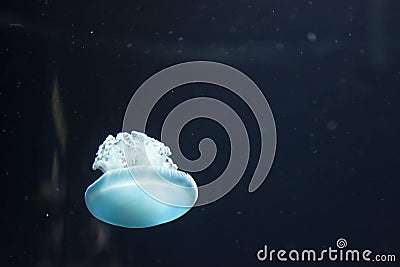 Close up macro Horizontal Full length image of a breede jellyfish blue color and blue background Stock Photo