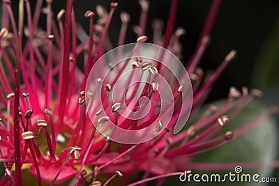 Stamens and pistils of a Red Penda flower Stock Photo