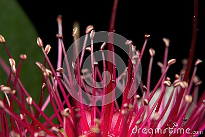 Stamens and pistils of a Red Penda flower Stock Photo