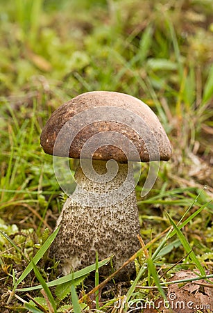 close up of large fungi Stock Photo