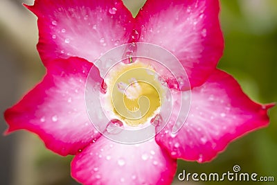 Close-up by macro lens of the pollen and raindrops after rain in morning on Adenium obesum is blooming. Stock Photo