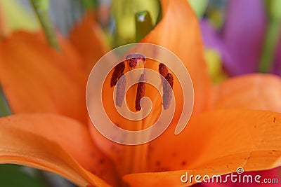 Close-up macro of a lilium candidum Stock Photo