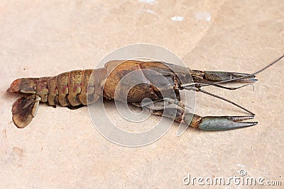 Close-up macro molting crawfish or crayfish of lobster farm mark Stock Photo