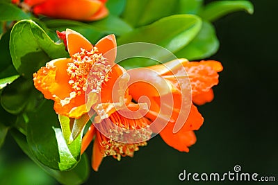Close up macro of a orange caesalpinia that is about to open Stock Photo