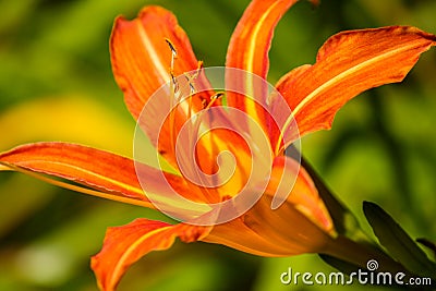 Close up macro of a orange lily Stock Photo