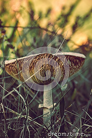 Close-up macro photo of a big mushroom. Huge fungus on the grassy ground of the autumn forest. Nature, seasons concept Stock Photo