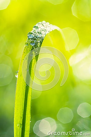 Close-up macro photo of dew droplets on fresh green grass. Spring, freshness concept Stock Photo
