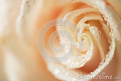 Close up macro photo image of cream color rose with water drops Stock Photo