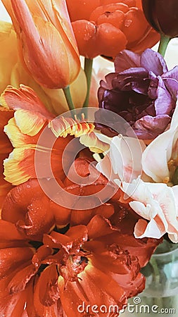 Close up macro photo of tender flower bouquet of multicolored fresh bloomed tulips Stock Photo