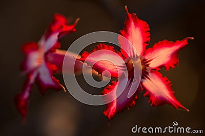 A close up macro photograph of a beautiful pink Impala lily Stock Photo