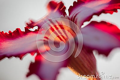 A close up macro photograph of a beautiful pink Impala lily Stock Photo