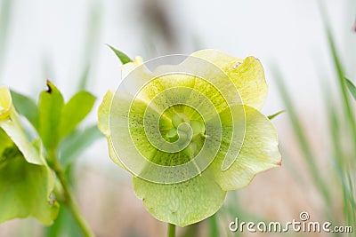 Close up photography of beautiful lenten rose Stock Photo