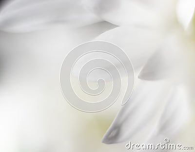 White peaceful background of flower petals Stock Photo