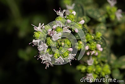 Close up photography of oregano plant blooming Stock Photo