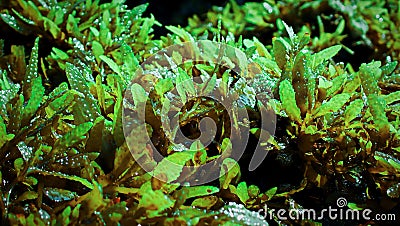 Seaweed and algea plants at the surface of the sea Stock Photo