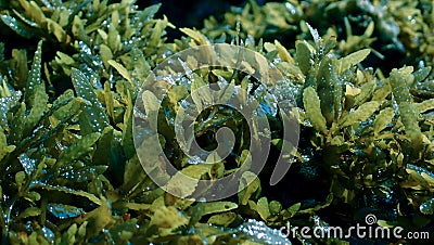 Seaweed and algea plants at the surface of the sea Stock Photo