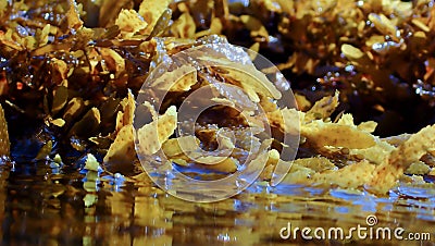 Seaweed and algea plants at the surface of the sea Stock Photo