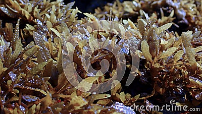 Seaweed and algea plants at the surface of the sea Stock Photo