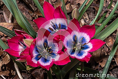 Tulip Flower Tulipa humilis `Little Beauty` Stock Photo