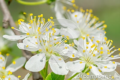 Close up macro plum branch white flowers with blurred background Stock Photo