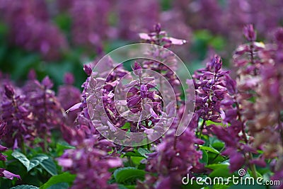 Close up macro purple grass flower Stock Photo