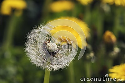 Close up Macro Ripe dandelion Springtime Shallow depth of field Stock Photo