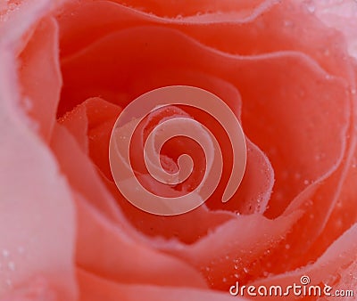 Close up macro of a rose Stock Photo