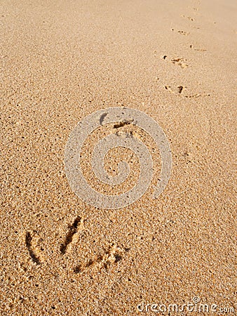 Close up macro of a seagull footprints track Stock Photo