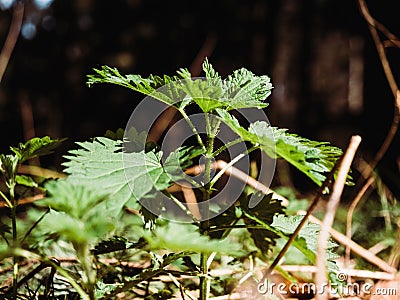 Close-up macro shot Bio organic Common Nettle growing in spring Stock Photo